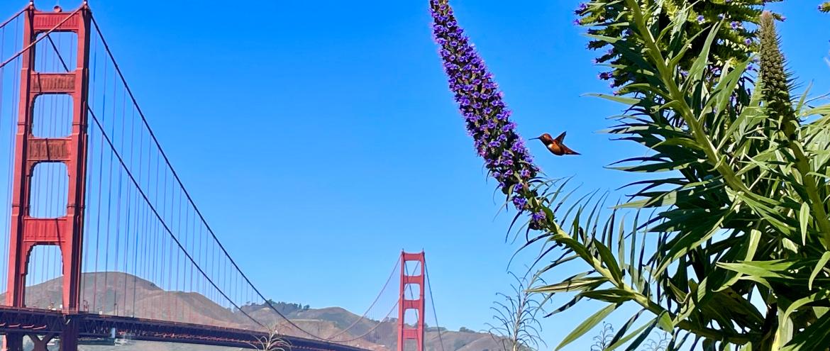 Colibri et Golden Gate Bridge